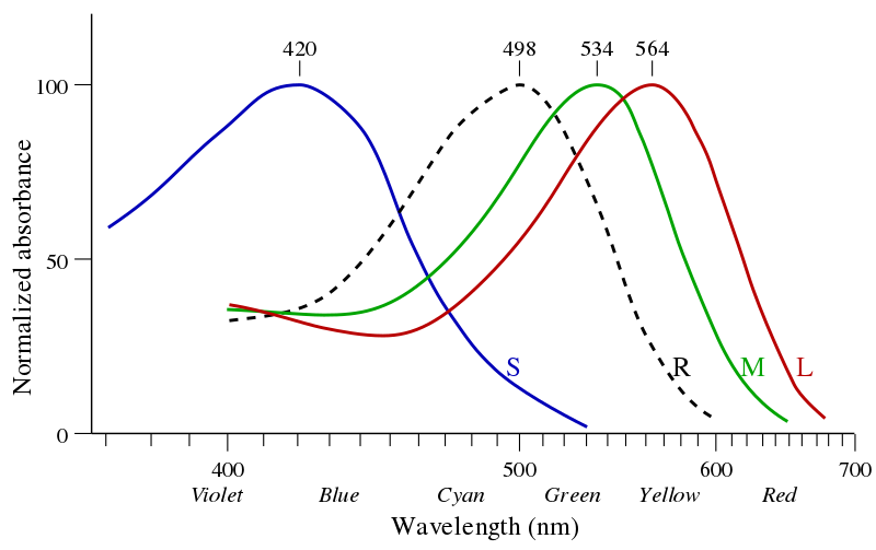 Cone and rod absorption